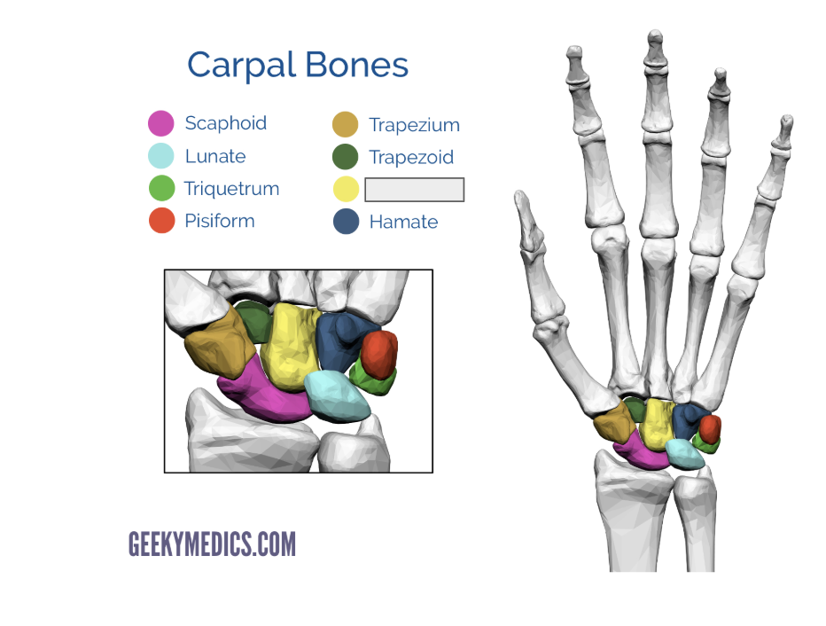 <p>Name the covered bone</p>