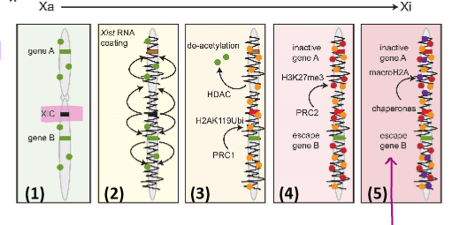 <p>cis acting, 17,000 pb, lncRNA, expressed from one X csome</p><ol><li><p>RNAs wrap arond X csome that will be inactivated</p></li><li><p>causes the formation of heterochromatin through histone deacetylation and methylation</p></li><li><p>inactivated x is known as a barr body</p></li></ol><p></p>