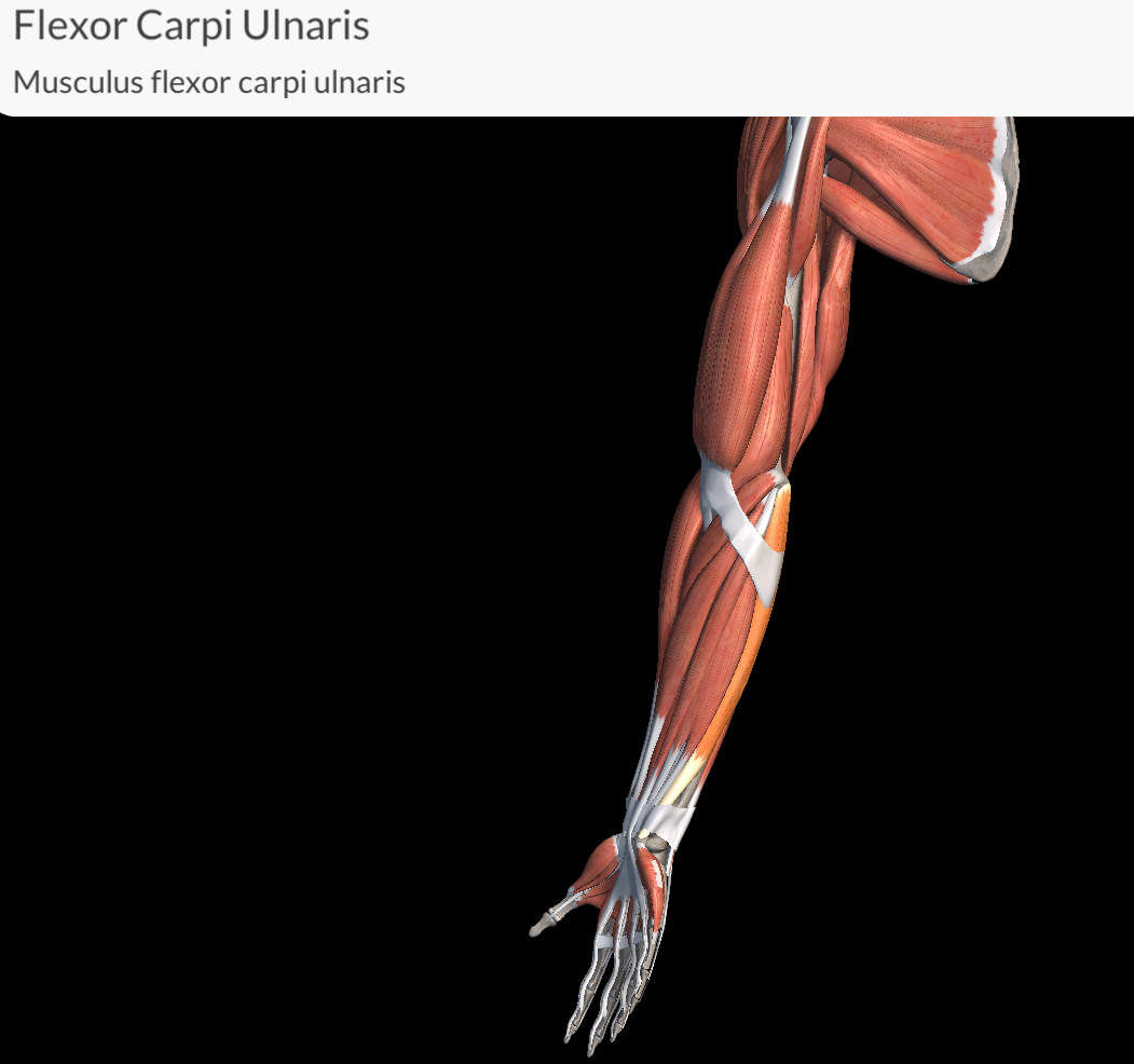 <p>Flexor Carpi Ulnaris Muscle</p>