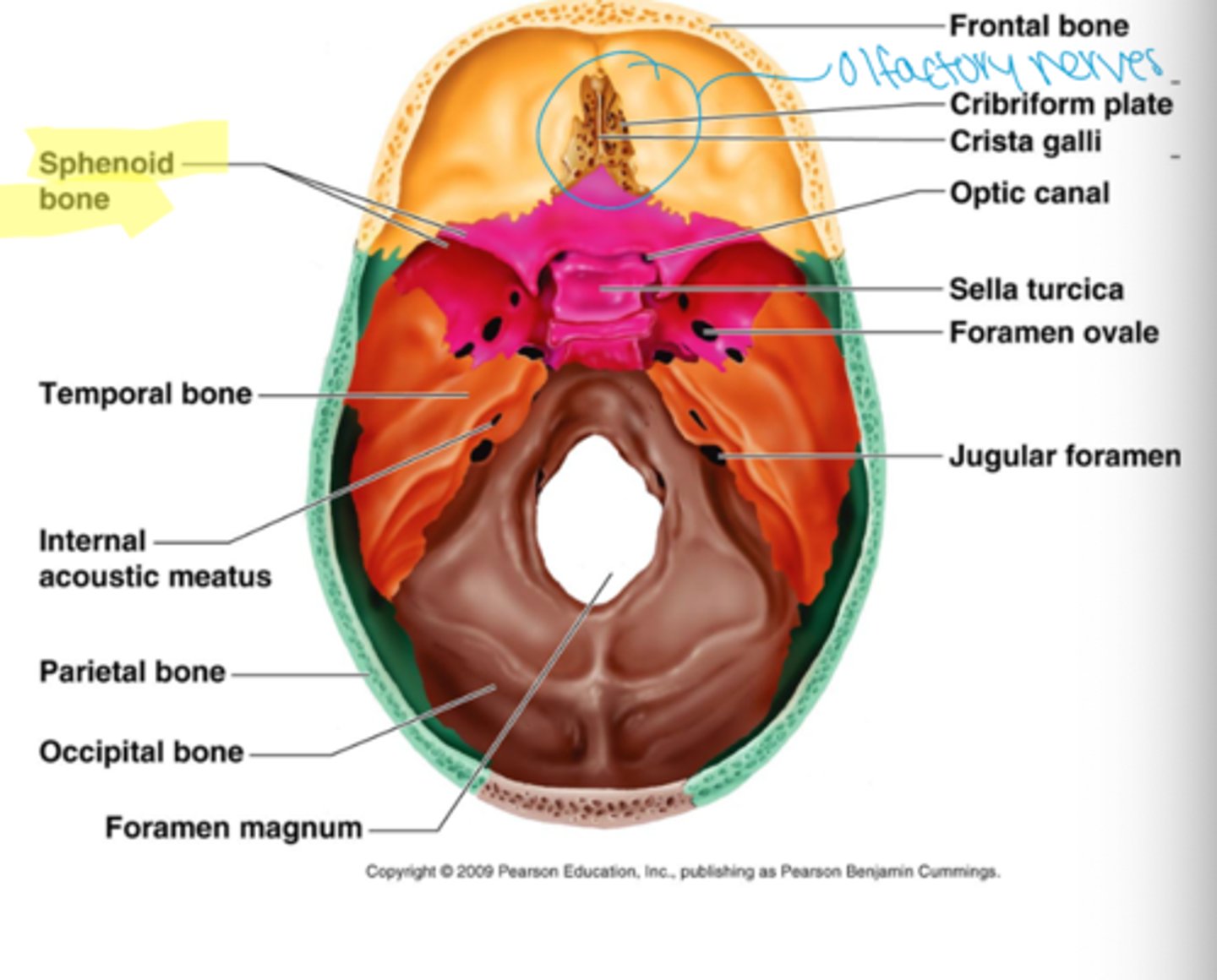 <p>forms part of the base of the skull and parts of the floor and sides of the orbit. (Butterfly shape)</p>