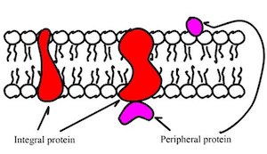 <ul><li><p>Integral Proteins: partially/totally buried b/w the lipid layer</p></li><li><p>Peripheral Proteins: located on the surface</p></li></ul><p></p>
