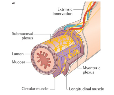 <ul><li><p>Semi-autonomous</p></li><li><p>Also called the gut brain; enteric neurons that communicate extensively with each other/major nerve supply to GI tract wall that controls motility</p></li><li><p>Has 2 plexus: submucosal and myenteric nerve plexus</p></li><li><p>linked to CNS via AFFERENT visceral fibers</p><ul><li><p>motor fibers of the ANS (synapses with neurons in the enteric plexuses)</p></li><li><p>sympathetic impulses inhibit secretion and motility</p></li><li><p>parasympathetic impulses stimulate secretion and motility (RESTING and DIGESTING!!)</p></li></ul></li></ul><p></p>