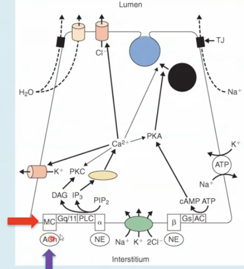 <p>Acetylcholine binds to M3 and less to M1 muscarinic receptors to</p>