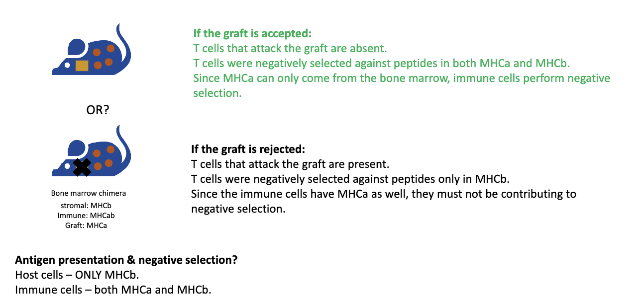 <ul><li><p>Skin graft from MHCA mouse tested:</p><ul><li><p><strong>Outcome:</strong> Graft accepted → T cells recognizing MHCA removed → negative selection done by <strong>immune cells</strong> (not stromal cells).</p></li><li><p>If graft rejected → immune cells not mediating negative selection.</p></li></ul></li><li><p><strong>Result: </strong>Graft was <strong>accepted</strong>!</p></li><li><p><strong>Key points:</strong></p><ul><li><p>Positive selection is mediated by stromal/epithelial cells.</p></li><li><p>Negative selection primarily by dendritic cells/macrophages (immune cells).</p></li></ul></li></ul><p></p>