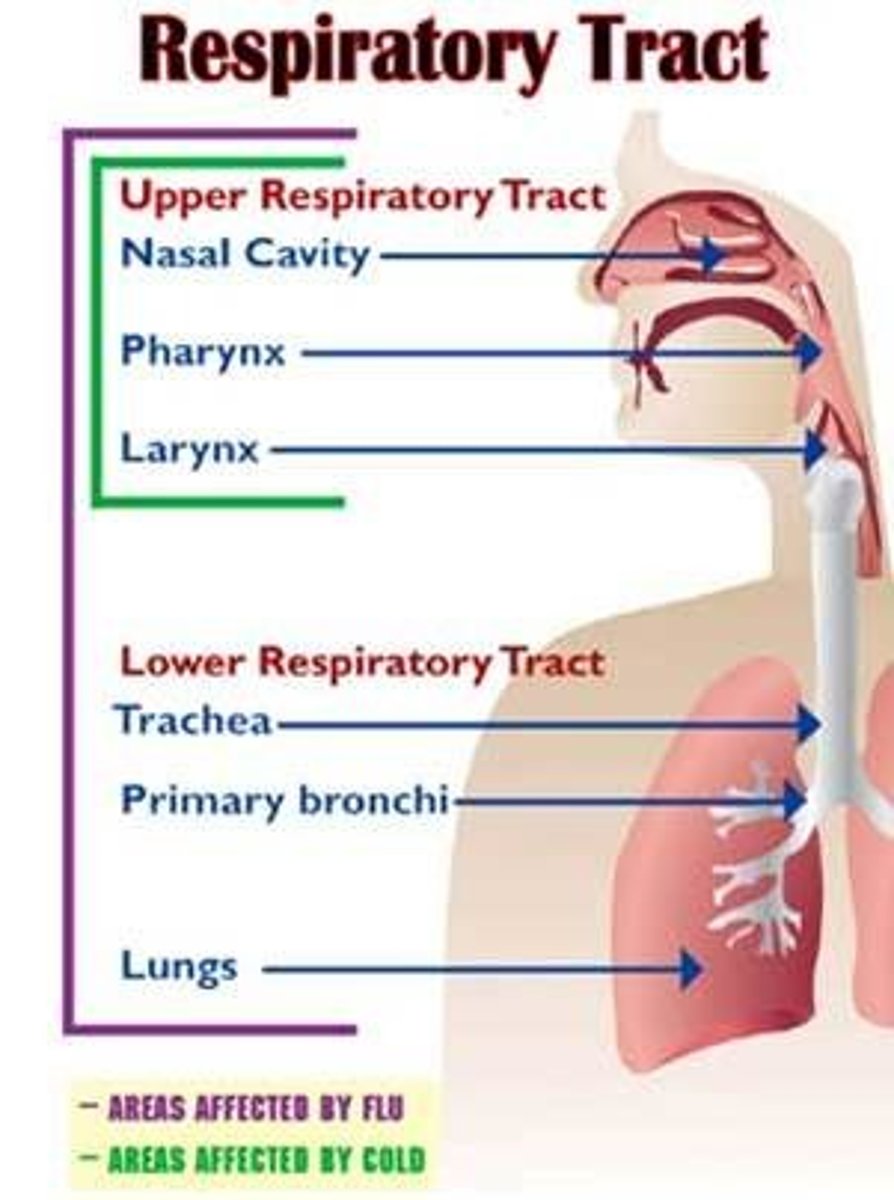 <p>URT: Structures from nose to larynx</p><p>LRT: Structures from larynx and below</p>