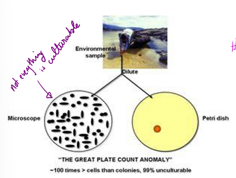 <p>What does the great plate count anomaly refer to?</p>