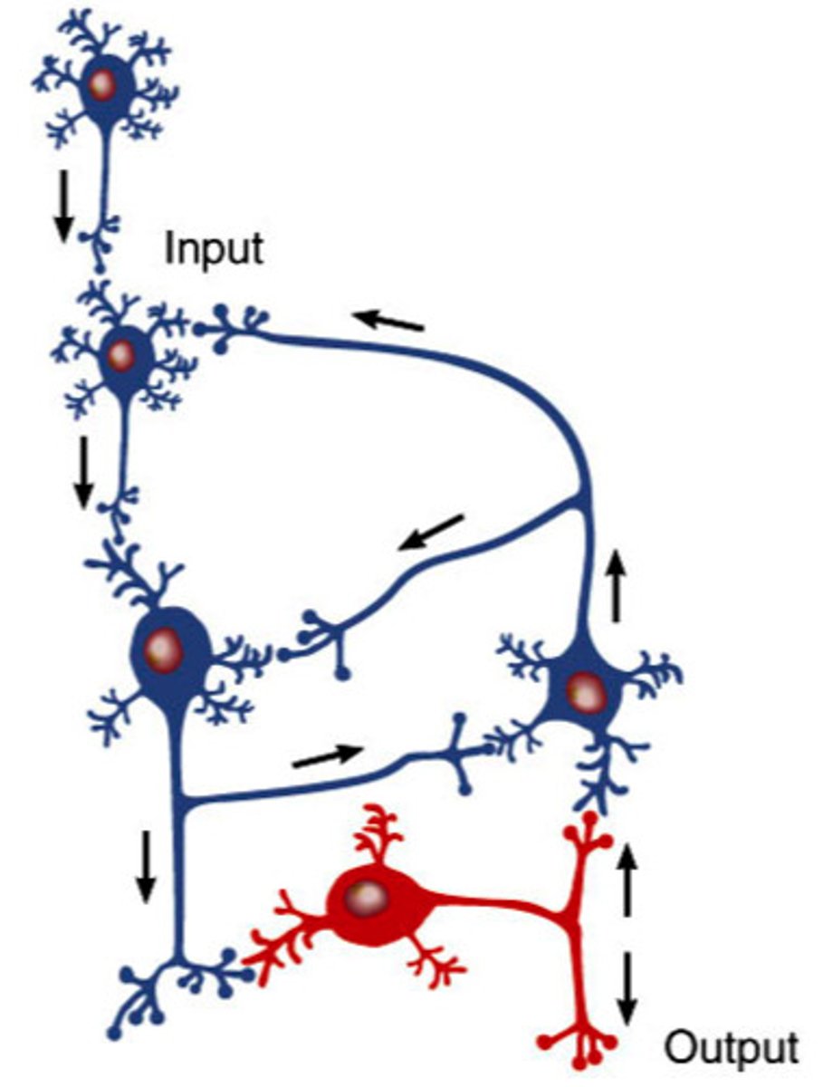 <p>signal travels through a chain of neurons, each feeding back to previous neurons</p>