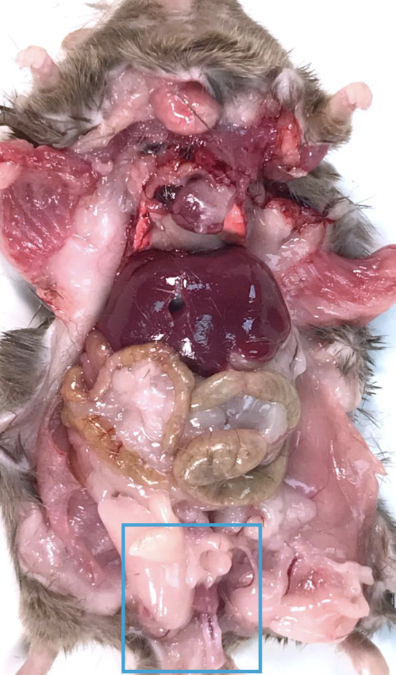 <p>What is this?</p>