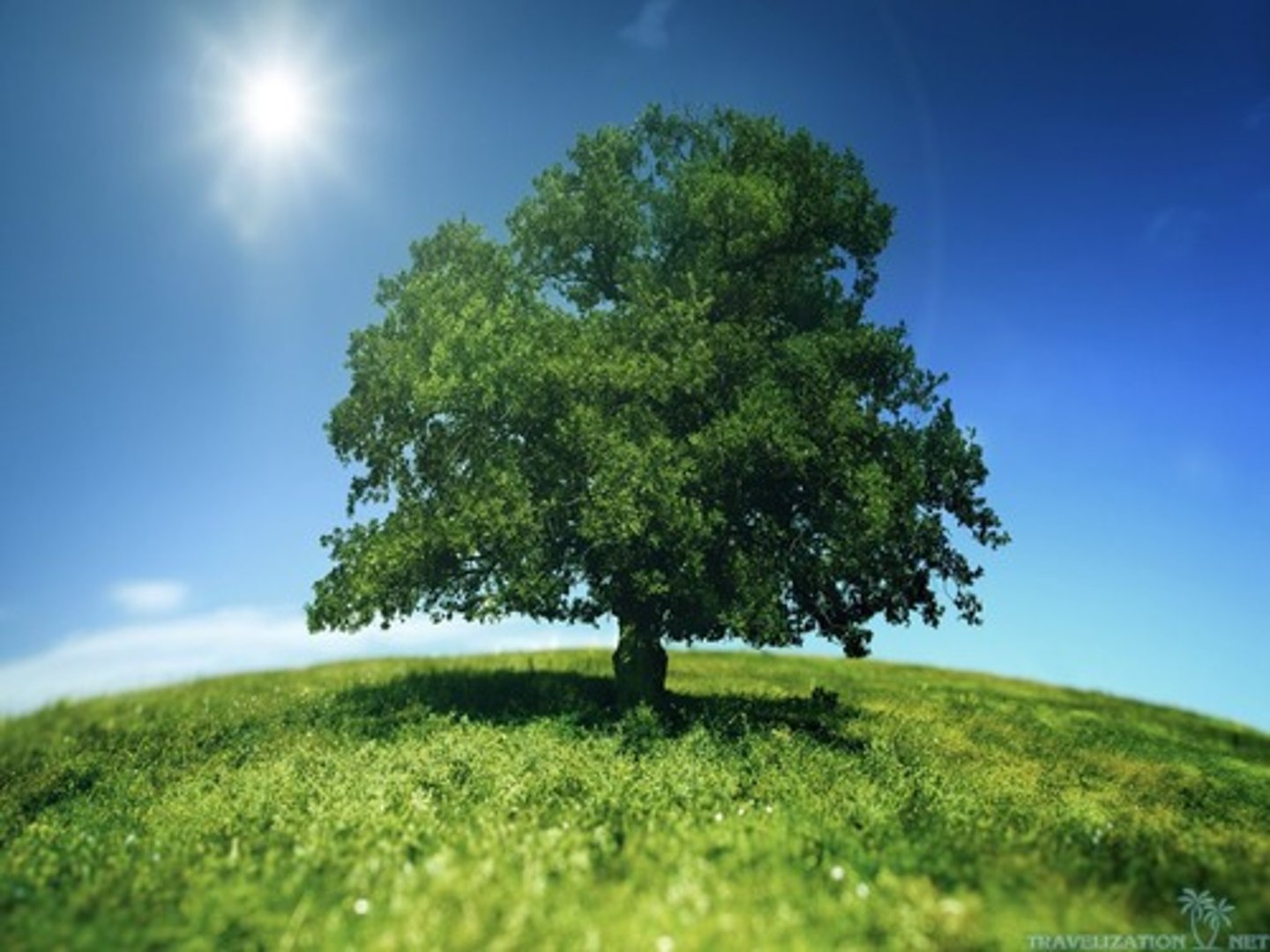 <p>an organism that makes its own food</p>
