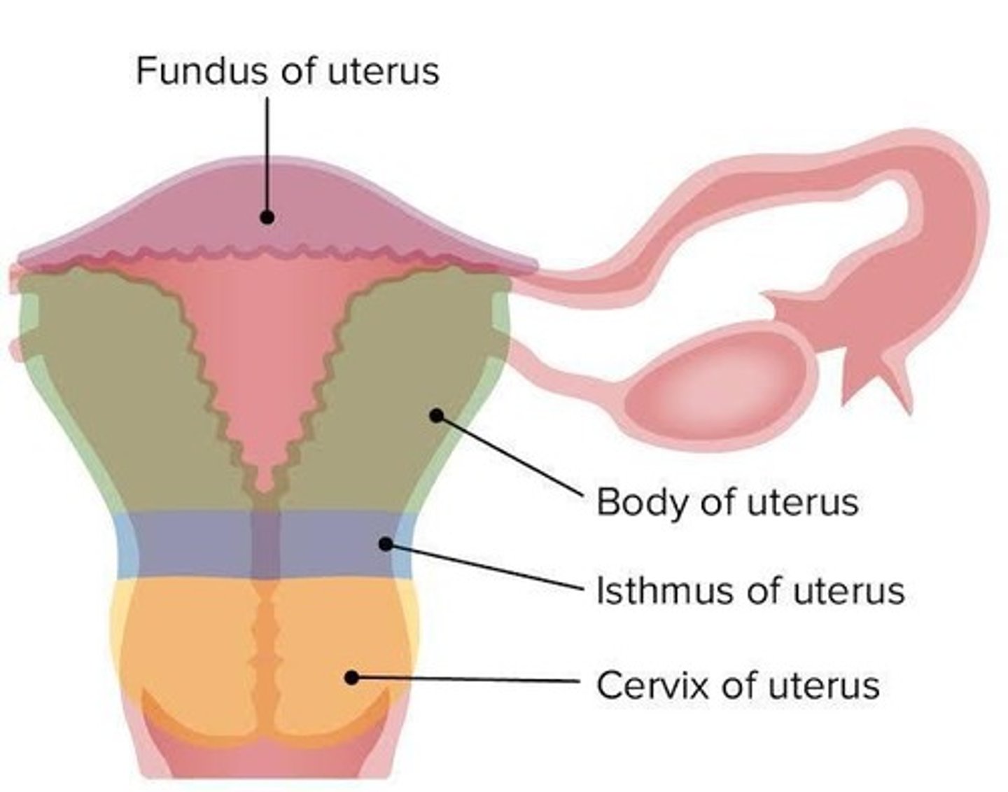 <p>It is a hollow muscular, pear-shaped organ located in the lower pelvis, posterior to the bladder and anterior to the rectum.</p>