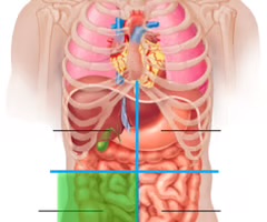 <p>cecum, appendix, right ovary and tube, right ureter, right spermatic cord</p>