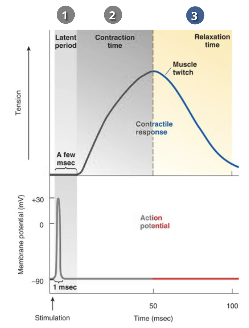 <ol><li><p>latent period</p><ul><li><p>delay before contraction actually starts - when cross-bridge cycling is beginning</p></li></ul></li><li><p>Contraction time</p><ul><li><p>it takes time for the actin filaments to slide along the myosin </p></li></ul></li><li><p>Relaxation time</p><ul><li><p>ends when all Ca²+ is removed. </p><p></p></li></ul></li></ol><p></p>