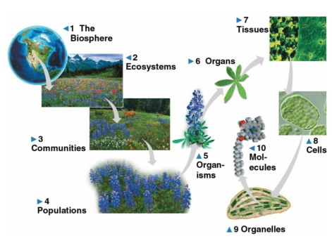 <p>Organization</p>