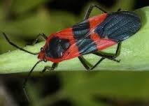 Seed bugs