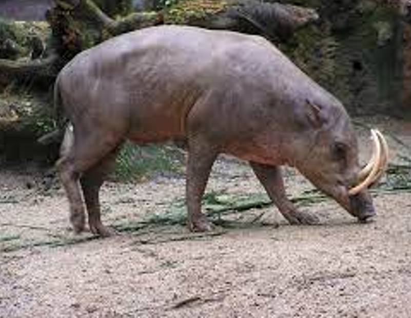 <ul><li><p>From <strong>Indonesia</strong></p></li><li><p>Bizarre tusks</p></li></ul><p></p>