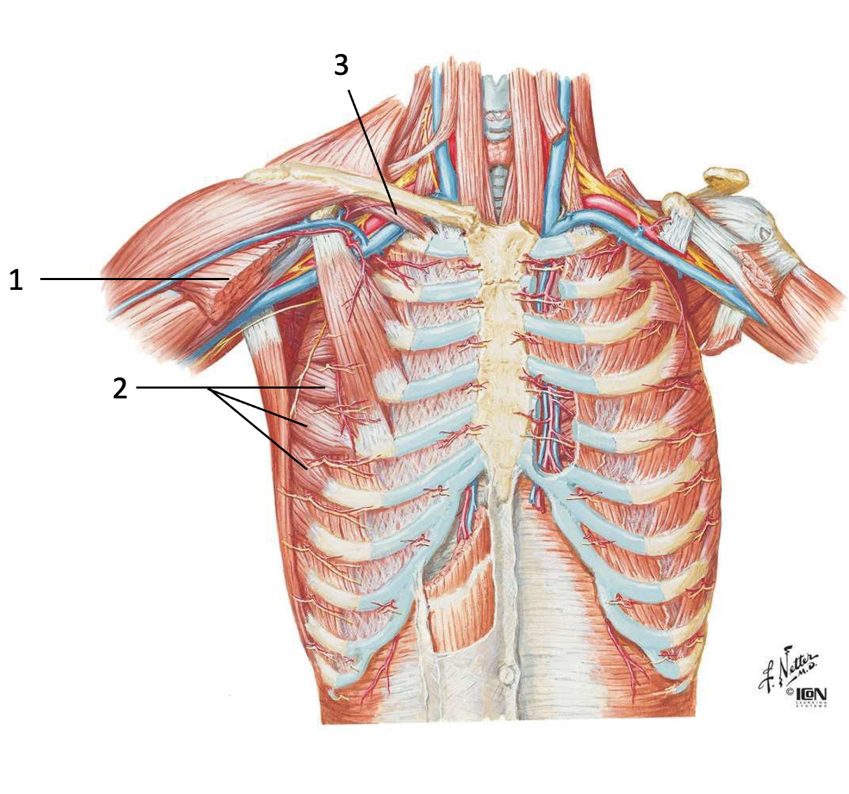 <p>Dentelé antérieur</p>