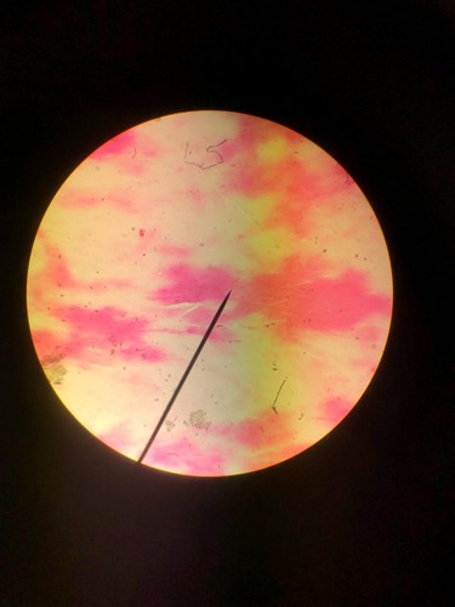 <p>Identify this tissue</p>