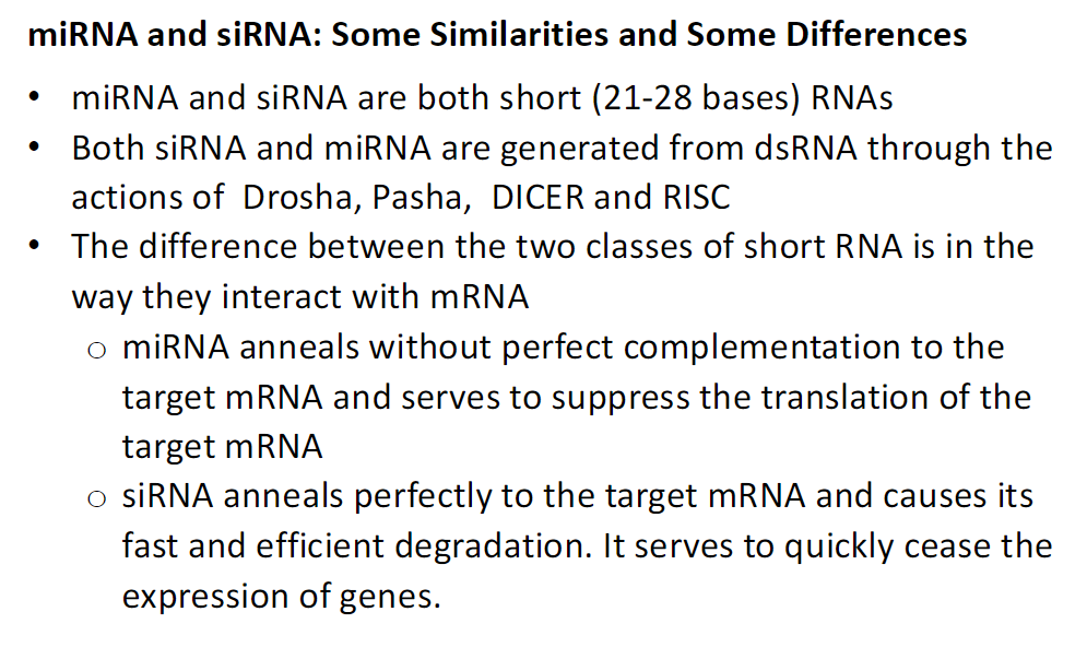 <p><strong>Similarities</strong><br> Both are short RNAs (21–28 bases)<br> Both are generated from double-stranded RNA by Drosha, Pasha, Dicer, and RISC</p><p><strong>Differences</strong><br> miRNA – binds imperfectly to target mRNA → suppresses translation (reversible)<br> siRNA – binds perfectly to target mRNA → causes rapid degradation (permanent), quickly stopping gene expression</p>