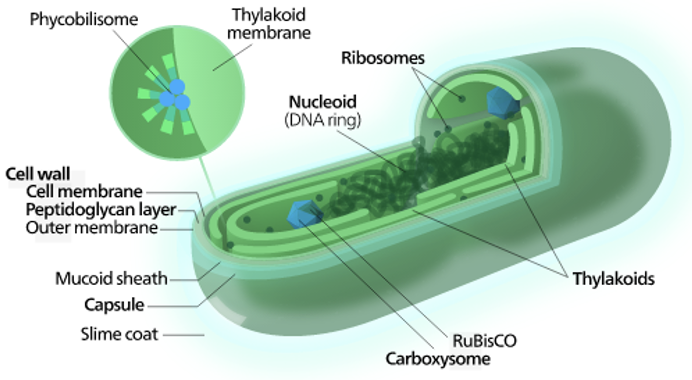 <ul><li><p>Terrabacteria.</p></li><li><p>Chloroplasts came from these. Oxygenic photosynthesis with aerobic lifestyle. They are capable of nitrogen fixation.</p><ul><li><p>Phycobilisomes: light harvesting antenna. (not membrane bound)</p></li><li><p>Can produce cyanotoxins.</p></li><li><p>Gram negative</p></li></ul></li></ul>