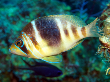 <p>Broad dark bar on mid-body</p><p>tan to yellow body with 6 brownish bars on head and body</p><p>bright blue lines and spots on head and chest</p>