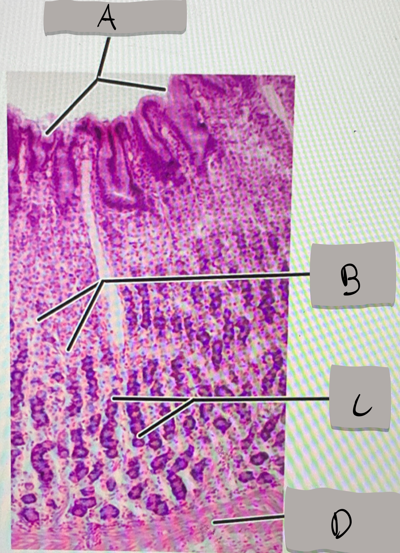 <p>what does label D represent ?</p>
