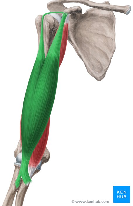 <p>What does this structure correspond with?</p>