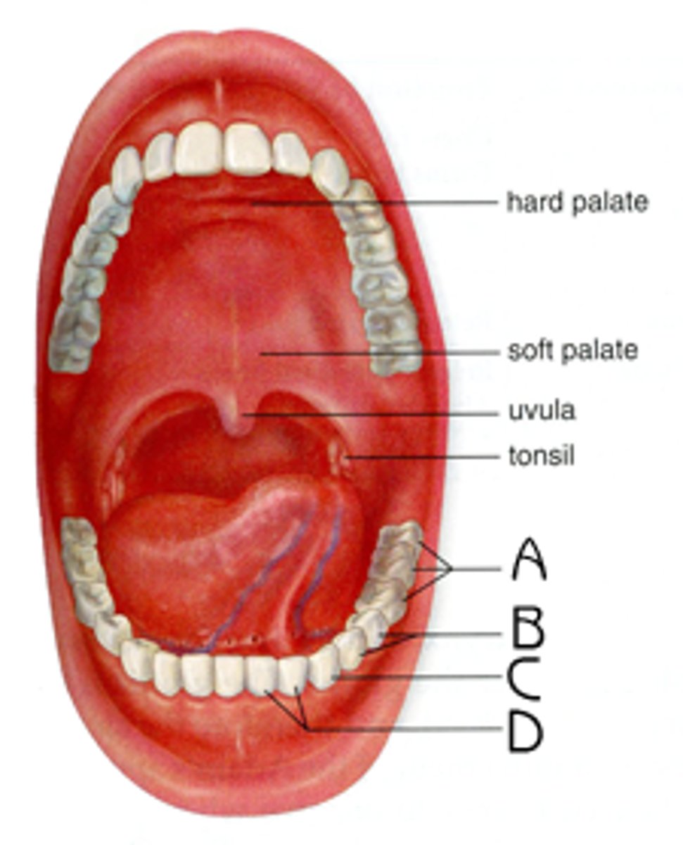 <p>The oral cavity at the entry to the alimentary canal. Where digestion begins (mechanical digestion)</p>
