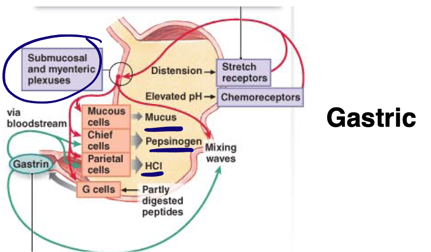 <ul><li><p>Begins with arrival of food into the stomach; further increases of gastric secretion </p><ul><li><p>Distention - stretch detected by baroreceptors, increased pH, and undigested proteins </p></li><li><p>Stimulate submucosal plexus (secretion)</p></li><li><p>Stimulate myenteric plexus (mixing waves)</p></li><li><p>3-4 hours </p></li></ul></li></ul><p></p>