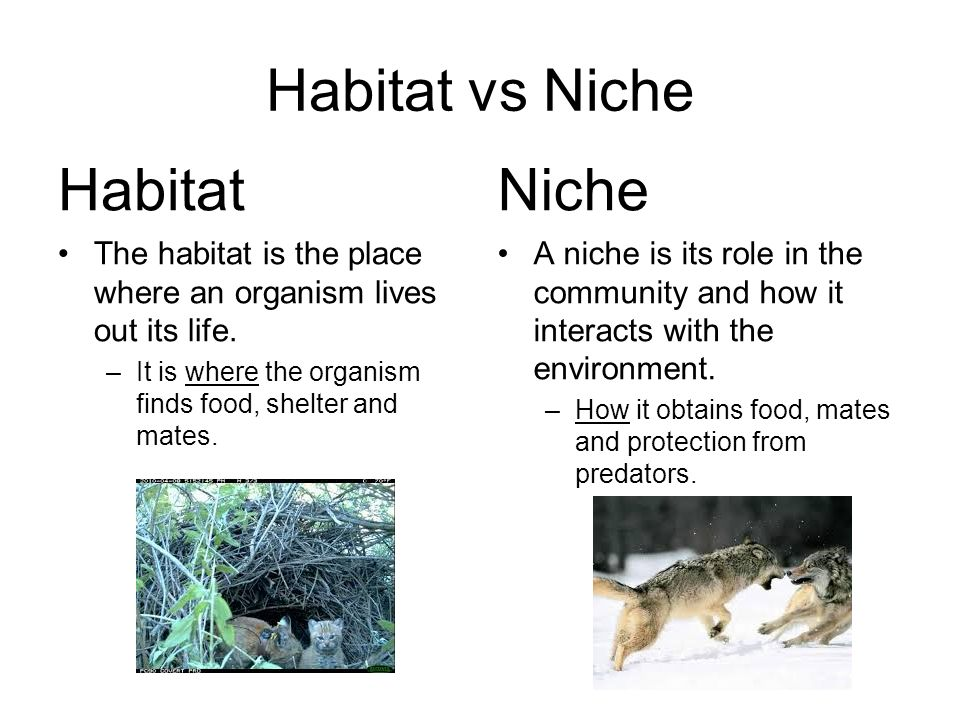 <p>Two species cannot share the same ecological niche for very long; It is only a matter of time before one of the organisms will outcompete the other until only one organism remains.</p>