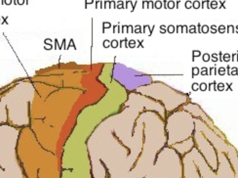 <p>Sensations like pain, temperature, and touch, visual spatial processing and body position.</p>