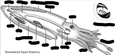<p>Domain?</p><p>Phylum?</p><p>Class?</p><p>Genus?</p><p>parts: Gonad, Heart, Stomach,  Siphon, Mantle, Eye, Mantle Cavity, Detail of Beak, Gill, Tentacles, Arms, Internal Shell, Beak, Radula, Anus, Ink Sac</p>