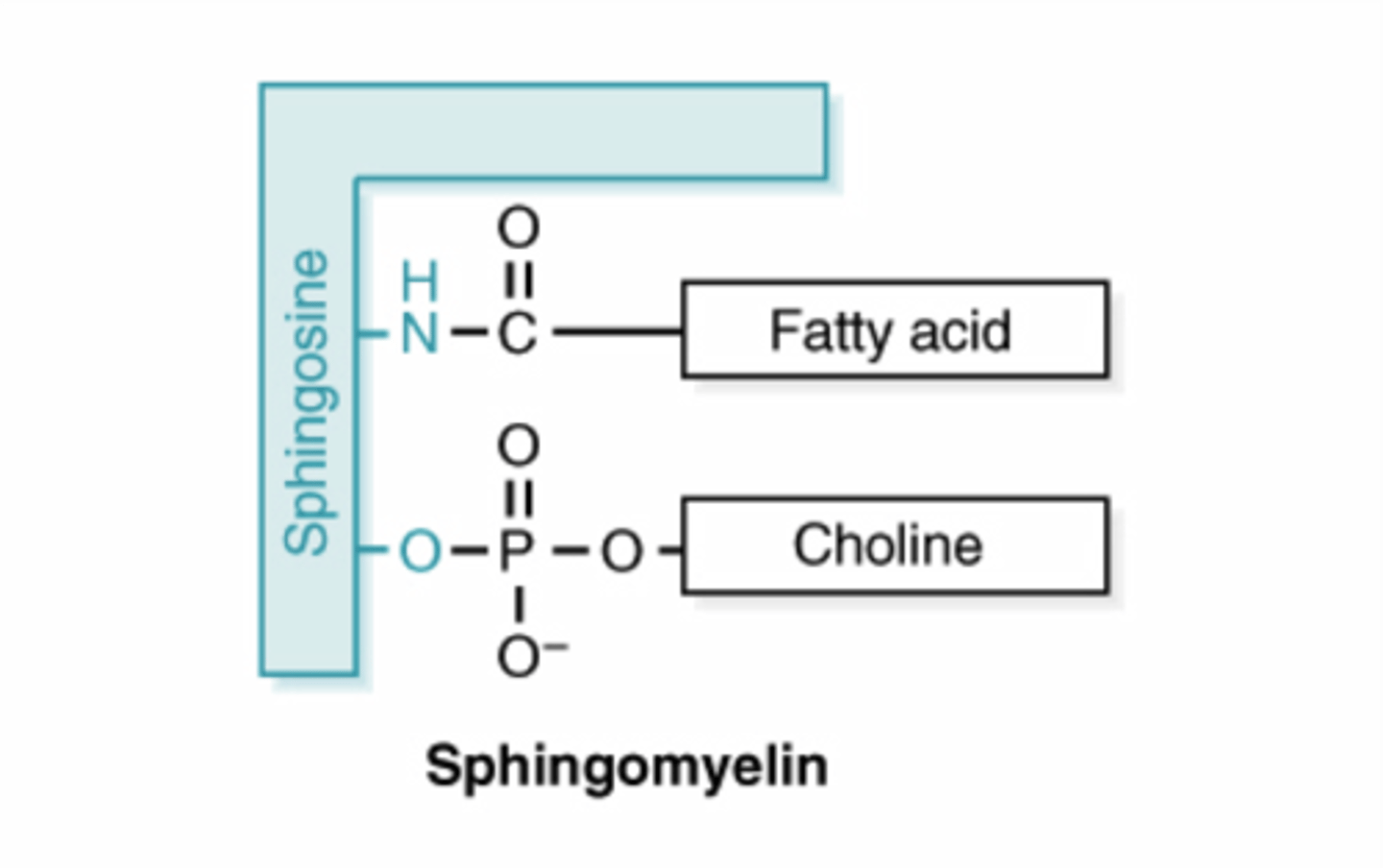 <p>sphingosine + 1 fatty acid + Phosphate + choline is what kind of lipid?</p>