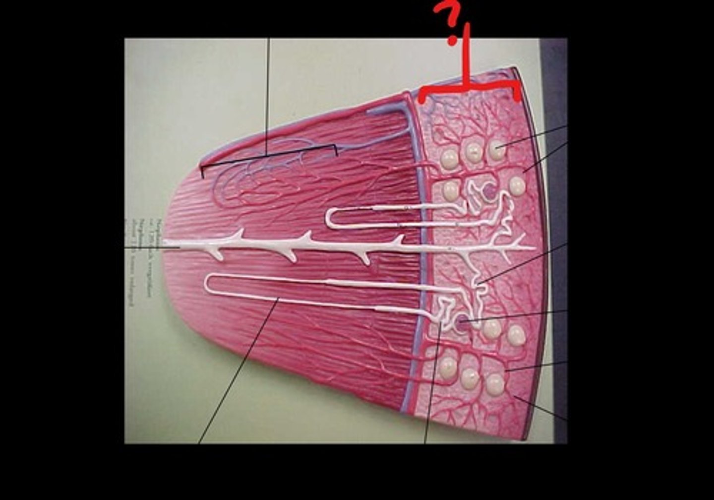 <p>capillaries that surround the tubules of a nephron; site of secretion/reabsorption (nephrons are in very close contact with blood in vessels)</p>
