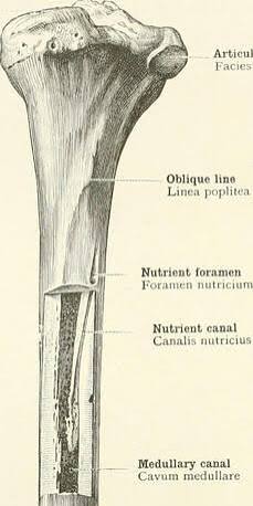 <p>hole in posterior that opens proximally</p>