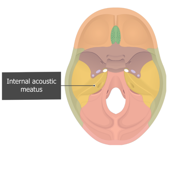 in temporal bone