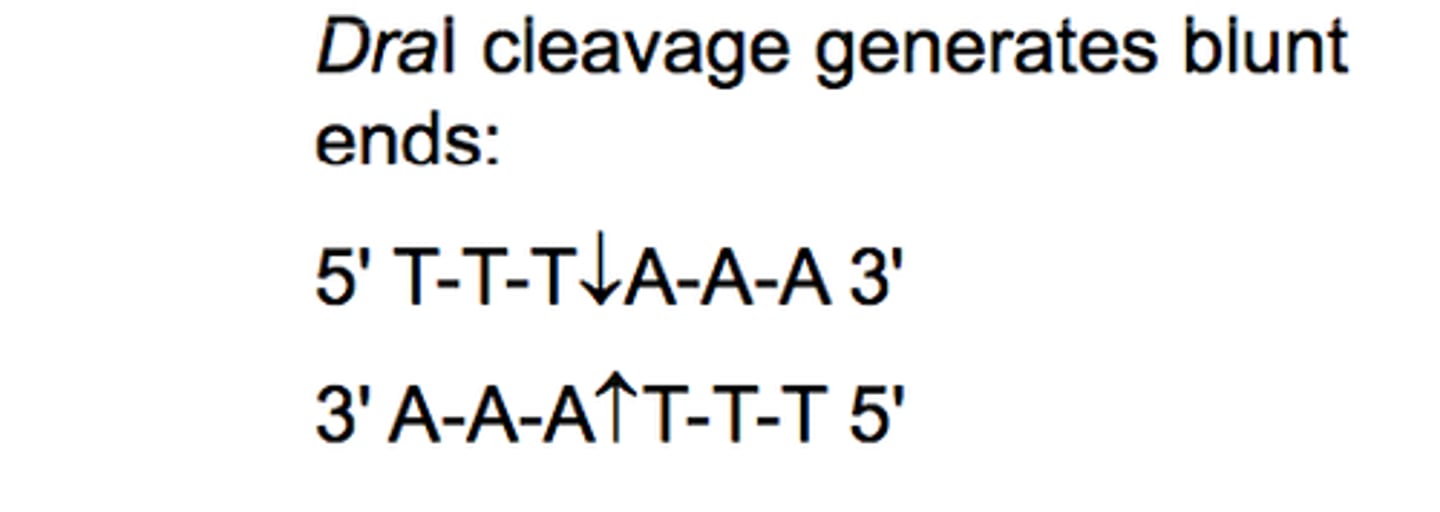 <p>Restriction fragments with no overlapping ends left after cutting with enzymes</p>