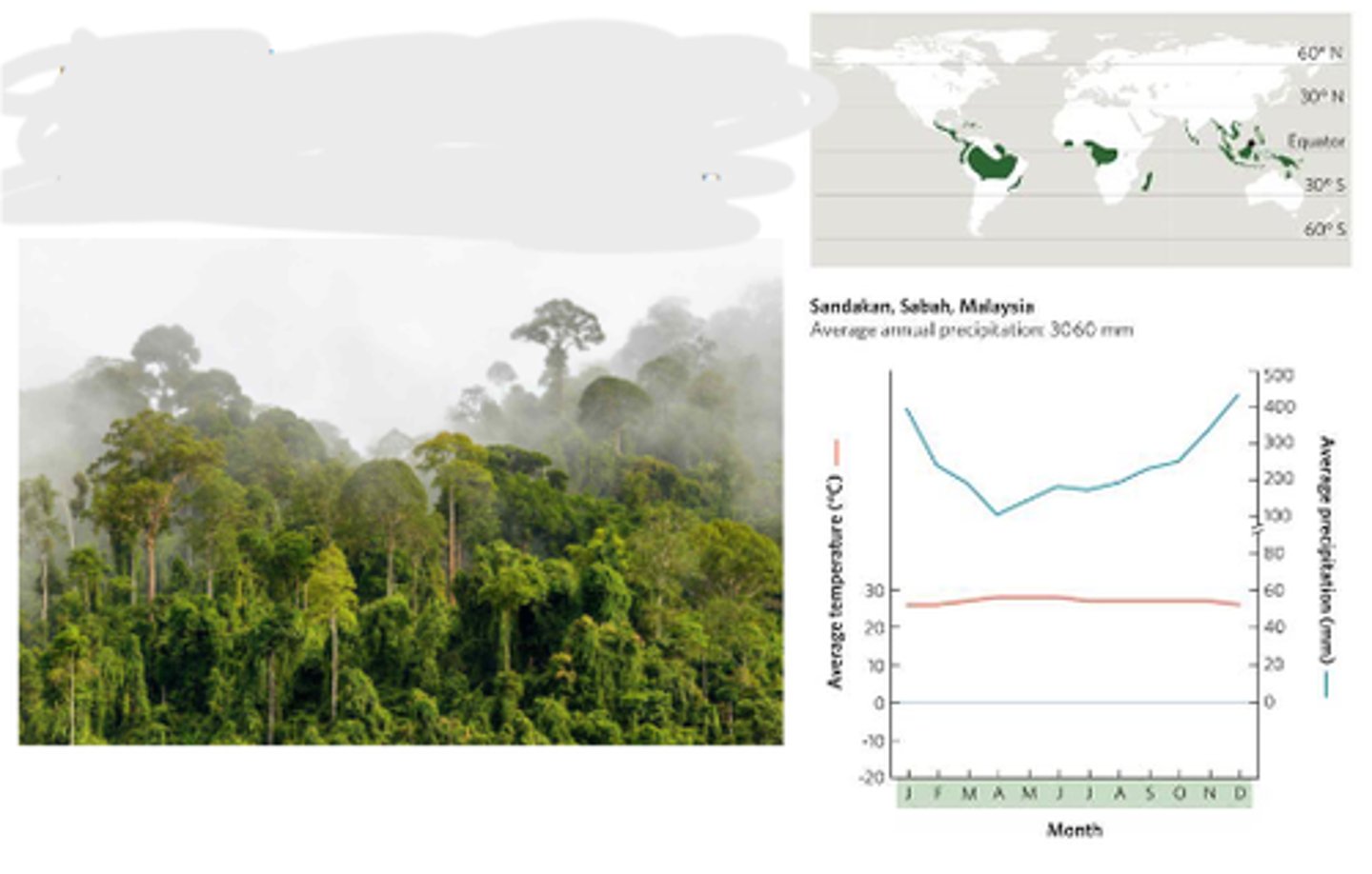<p>a warm and rainy biome characterized by multiple layers of lush vegetation</p>