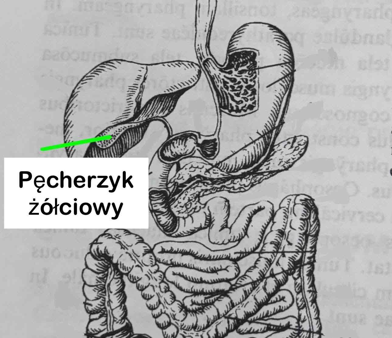 <p>Pęcherzyk żółciowy</p>