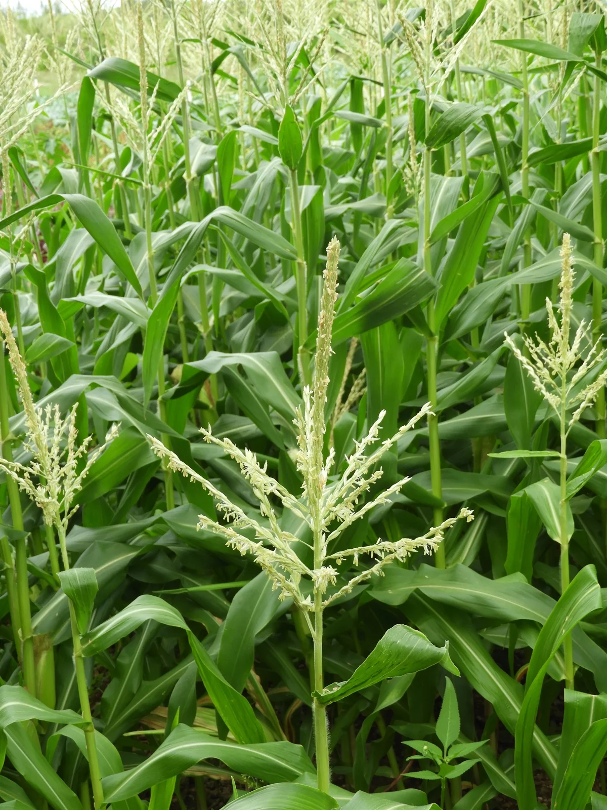 <p>Biological Origin:<strong> Zea mays L. (Poaceae)</strong></p><p>Common Name:<strong> Corn/ maize or mais</strong></p><p>Part used: <strong>●<u> Corn silk</u> ● Roots ● Stems ● Leaves</strong></p><p>Medicinal use:</p><p><u>Corn silk</u></p><ul><li><p><strong><u>Diuretic</u></strong></p></li></ul><p>Secondary metabolites:</p><p><strong>● Flavonoids ● Terpenes ● Alkaloids ● Phenylpropanoids</strong></p>