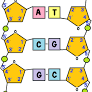 DNA Model