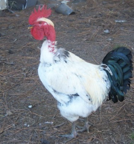 <ul><li><p>neck has no feathers </p></li><li><p>very hardy, usually kept for meat </p></li><li><p>their genetic issue with the lack of feathers makes them not good chickens for extreme weather</p></li></ul><p></p>