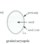 <p>Grain/Caryopsis</p>