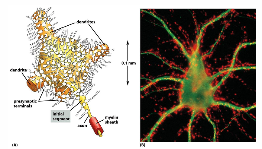 <p>thousands <span style="background-color: transparent; font-size: 1.6rem;">of other neurons and form synapses with&nbsp;</span>thousands of other cells</p><ul><li><p>Figure shows a single motor neuron and the nerve terminals that make synapses with it</p></li></ul><p></p>