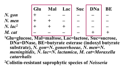 <p>It <strong>oxidizes glucose and maltose</strong>, but <strong>not lactose</strong>. <em>Oxidase-positive</em></p>