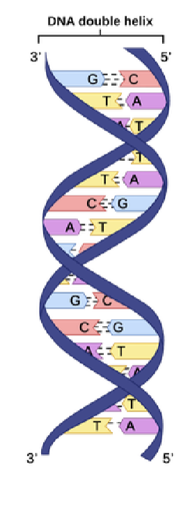<p>How do we replicate DNA?</p>