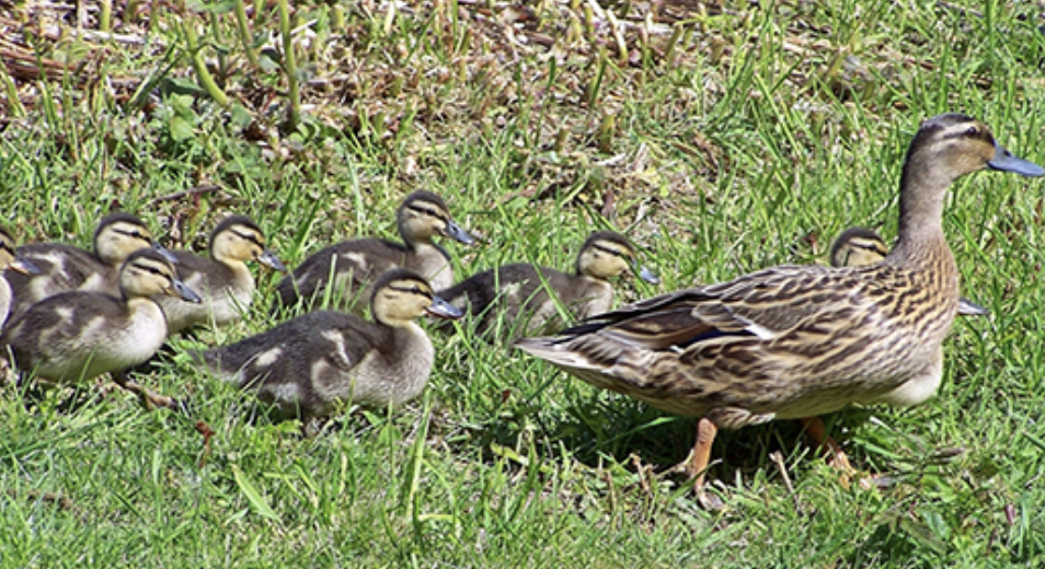 <p>learned behaviors</p>