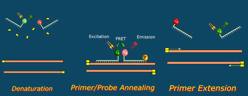 <p>at the annealing step</p><ul><li><p>probes can be resused and are not destroyed </p></li></ul><p></p>