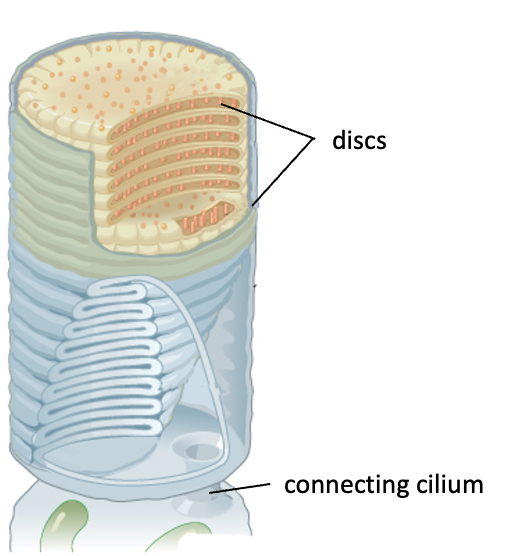 <p><strong>Opsins</strong><span> are membrane-bound proteins in photoreceptor cells. The presence of </span><strong>discs</strong><span> in the photoreceptor cells greatly increases the number of opsins, enhancing light trapping efficiency and improving the cell's ability to detect light.</span></p><p></p>