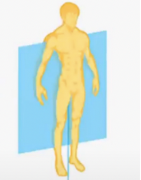 **Frontal, Coronal** 