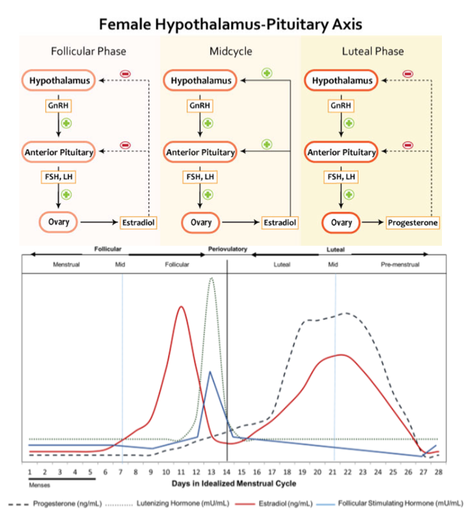 <ul><li><p><span style="color: rgb(0, 0, 0);"><span>FSH/LH release from anterior pituitary induced by GnRH</span></span></p></li><li><p><span style="color: rgb(0, 0, 0);"><span>Follicle-stimulating hormone (FSH): Stimulates maturation &amp; growth of GF</span></span></p></li><li><p><span style="color: rgb(0, 0, 0);"><span>Luteinizing hormone (LH): Stimulates ovulation &amp; Induces progesterone secretion (peak) by ovary</span></span></p></li><li><p><span style="color: rgb(0, 0, 0);"><span>Low [estradiol] during menstruation &amp; mid-follicular phase: Provides (-) feedback to GnRH, FSH &amp; LH secretion</span></span></p></li><li><p><span style="color: rgb(0, 0, 0);"><span>High [estradiol] midcycle: Provides (+) feed forward for FSH &amp; LH secretion</span></span></p></li><li><p><span style="color: rgb(0, 0, 0);"><span>Progesterone: Peak in mid-luteal phase provides (-) feedback to GnRH,</span></span><span style="color: rgb(0, 0, 0);"><br></span><span style="color: rgb(0, 0, 0);"><span>FSH &amp; LH secretion</span></span></p></li></ul><p></p>